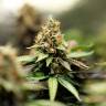 семена конопли элитных сортов Misty Kush feminised Nirvana Seeds