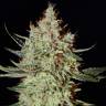 качественные семена конопли K-Train feminised Ganja Seeds