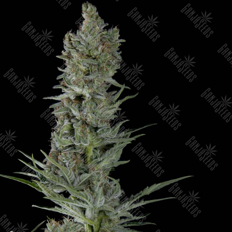 семена конопли гидропоники Auto Critical Plus feminised Trikoma Seeds