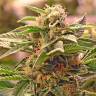 Grapefruit CBD feminised Ganja Seeds