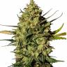 семена конопли в москве Mountain Kush feminised семена конопли в москве Mountain Kush feminised