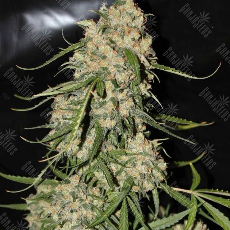 как купить семена конопли Mountain Kush feminised как купить семена конопли Mountain Kush feminised