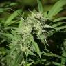семена конопли наложенным платежом Beyond the Brain regular Mandala Seeds