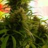 заказать качественные семена конопли Beyond the Brain regular Mandala Seeds