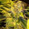 заказать на сайте семена конопли Beyond the Brain regular Mandala Seeds