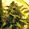 где можно заказать семена конопли Beyond the Brain regular Mandala Seeds