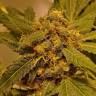 где заказать семена конопли Beyond the Brain regular Mandala Seeds