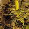 хорошие семена конопли Beyond the Brain regular Mandala Seeds
