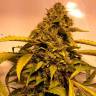 заказ семян конопли Beyond the Brain regular Mandala Seeds