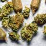 конопля семена сорта заказать Beyond the Brain regular Mandala Seeds