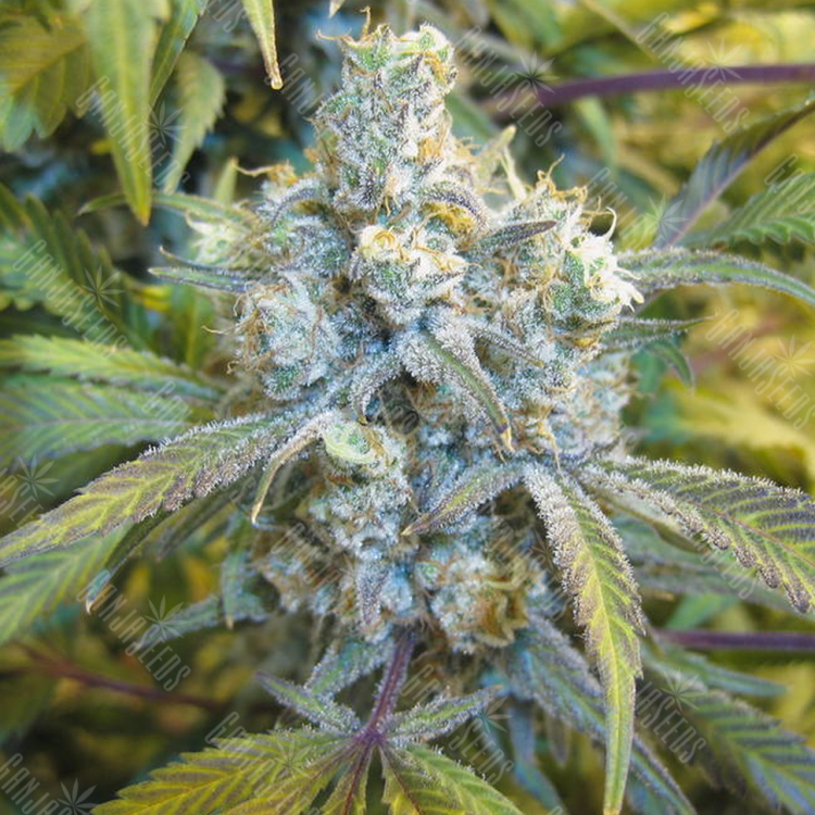 хорошие семена конопли Auto Super Silver Haze feminised