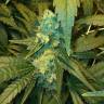 Moby Dick feminised Dinafem Seeds