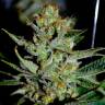 заказать на сайте семена конопли Nibiru regular Ganja Seeds