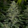 хорошие семена конопли Nibiru regular Ganja Seeds