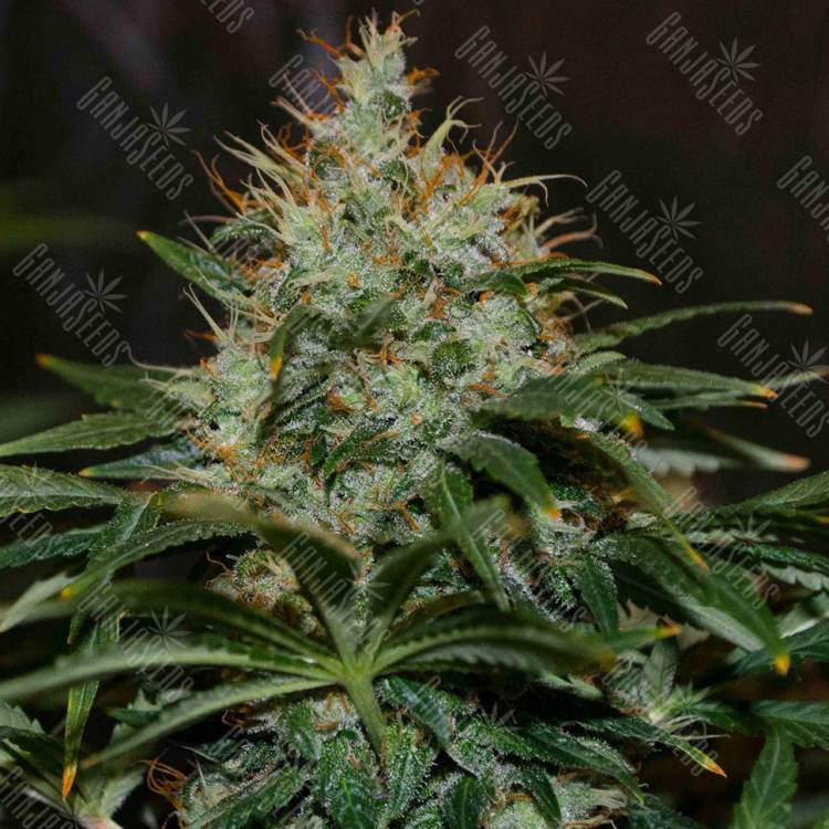 где можно заказать семена конопли Nibiru regular Ganja Seeds