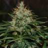 где можно заказать семена конопли Nibiru regular Ganja Seeds