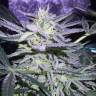 семена конопли с доставкой Auto White Diesel Haze regular семена конопли с доставкой Auto White Diesel Haze regular
