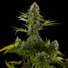семена конопли Россия Industrial Plant feminised Dinafem Seeds