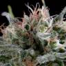 заказ семян конопли Москва Industrial Plant feminised Dinafem Seeds