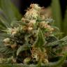 заказ семян конопли Industrial Plant feminised Dinafem Seeds
