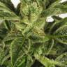 семена конопли в фирменной упаковке Auto Taiga #2 feminised Dutch Passion Seeds семена конопли в фирменной упаковке Auto Taiga #2 feminised Dutch Passion Seeds
