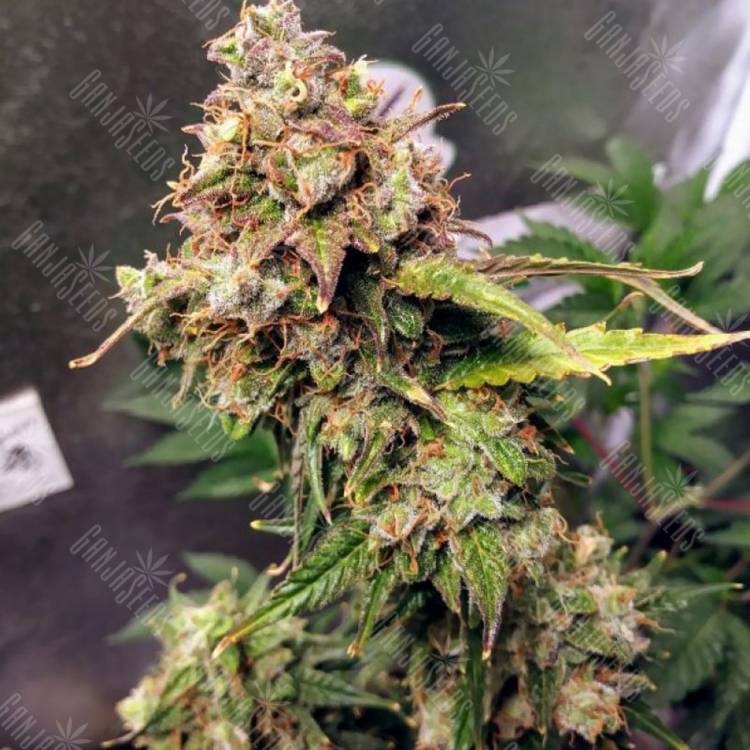 семена конопли в фирменной упаковке Auto NL feminised Female Seeds