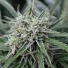 семена конопли интернет магазин Auto NL feminised Female Seeds
