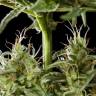 заказ семян конопли Спб Auto Lemon CBD feminised Philosopher Seeds