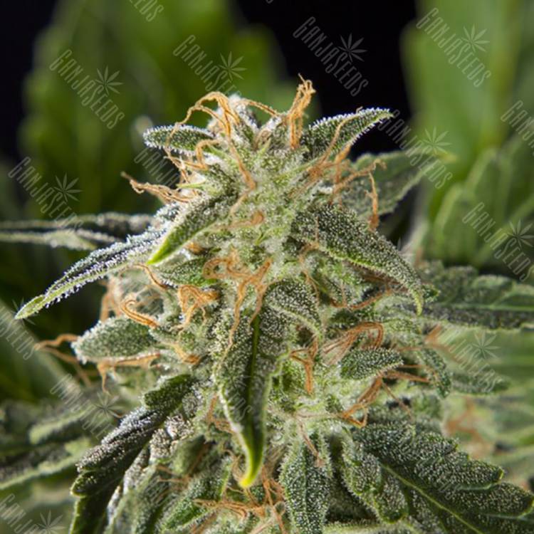 семена конопли недорого Auto Lemon CBD feminised Philosopher Seeds