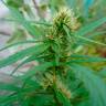 Качественные семена конопли Durban Poison feminised Ganja Seeds Качественные семена конопли Durban Poison feminised Ganja Seeds