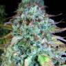 семена конопли Россия Serious Happiness feminised Serious Seeds