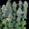 заказ семян конопли Москва Serious Happiness feminised Serious Seeds