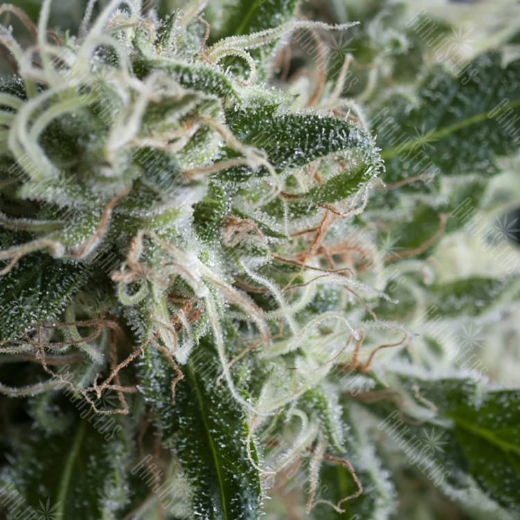 семена конопли дешево Auto Jack Herer feminised Trikoma Seeds семена конопли дешево Auto Jack Herer feminised Trikoma Seeds