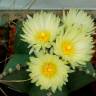 Семена кактуса Astrophytum MIX