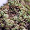 купить семена конопли Blueberry feminised купить семена конопли Blueberry feminised