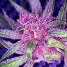 семена конопли почтой Blueberry feminised семена конопли почтой Blueberry feminised