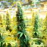 заказ семян конопли Москва Brazil Sativa feminised