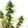 заказ семян конопли Спб Brazil Sativa feminised