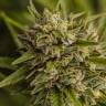 семена культурной конопли купить Brazil Sativa feminised