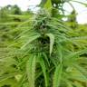 семена конопли для посадки купить Brazil Sativa feminised