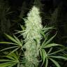 конопля семена сорта заказать Brazil Sativa feminised