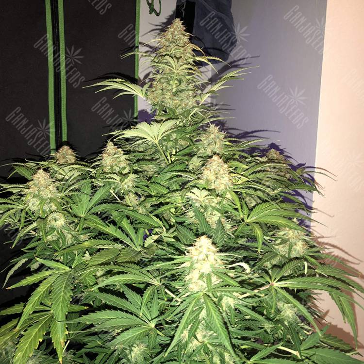 семена конопли медицинской Auto Amnesia Haze feminised