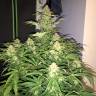 семена конопли медицинской Auto Amnesia Haze feminised