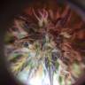 семена конопли для выращивания Auto Amnesia Haze feminised