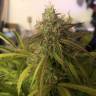 семена конопли марихуаны Auto Amnesia Haze feminised