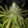 семена конопли для курения Auto Amnesia Haze feminised
