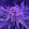 семена конопли элитных сортов Auto Amnesia Haze feminised