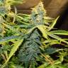 семена конопли марихуаны Northern Lights x AK feminised