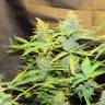 семена конопли элитных сортов Northern Lights x AK feminised