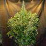 семена конопли в интернете Northern Lights x AK feminised